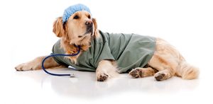 medicina veterinaria
